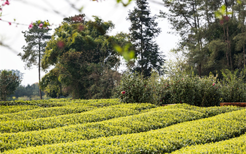 108g盒装特级雀舌绿茶